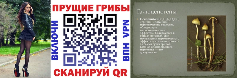 Купить где  Хотьково  Псилоцибиновые грибы GOLDEN TEACHER 